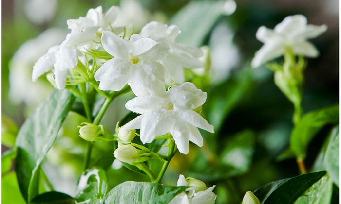 عطر گل یاسمن
